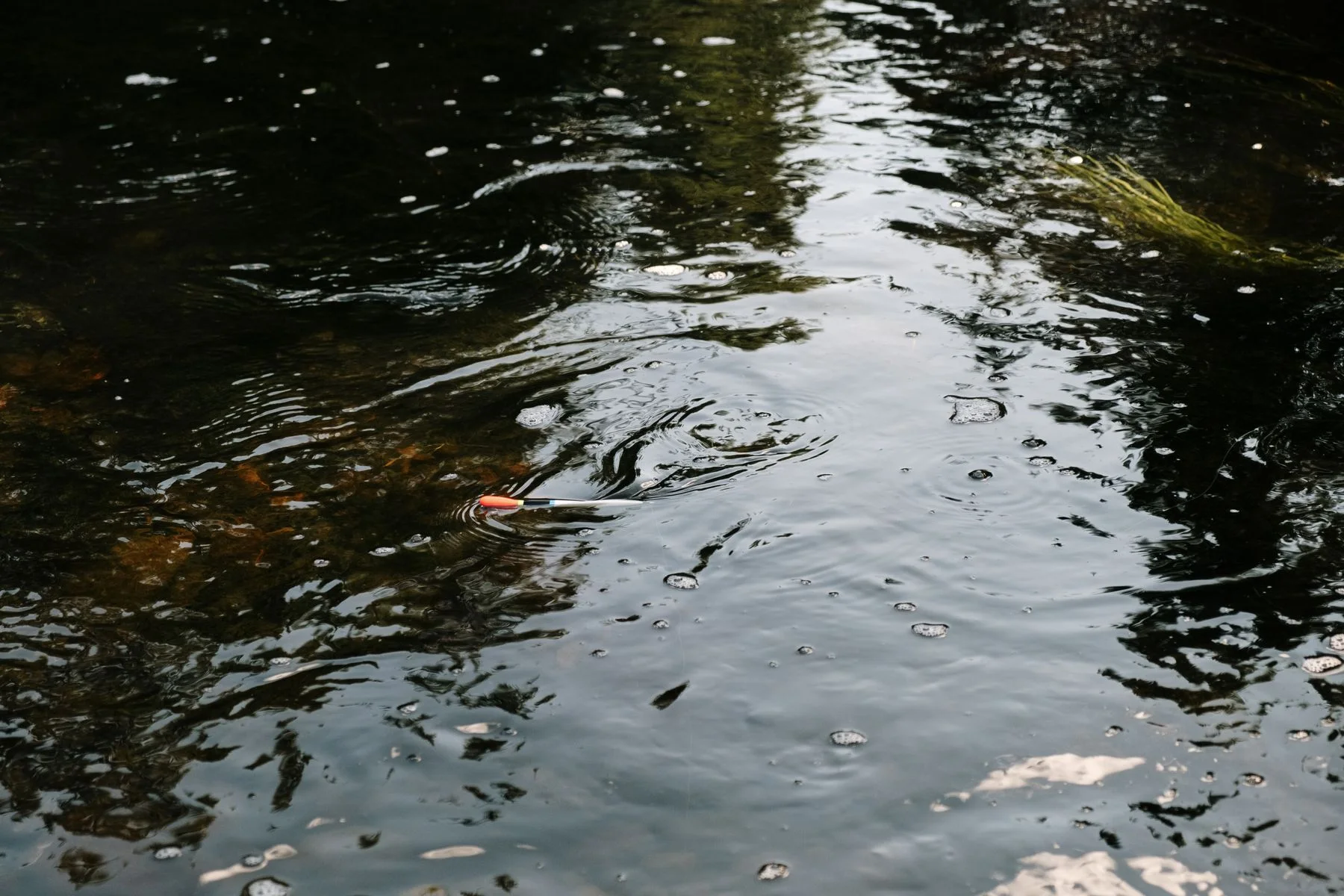 Fishing float among aquatic plants
